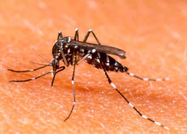 Sốt xuất huyết Dengue thường xảy ra vào thời gian nào?