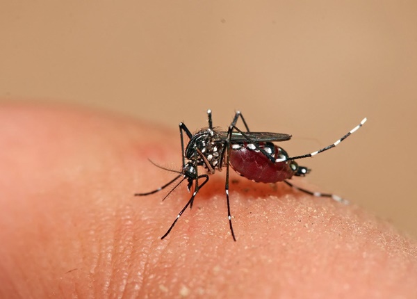 Sốt xuất huyết Dengue và những điều nên biết