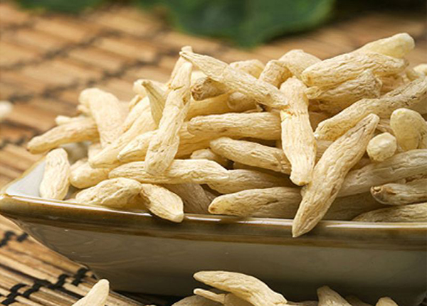 Mạch môn là dược liệu quý trong Đông y