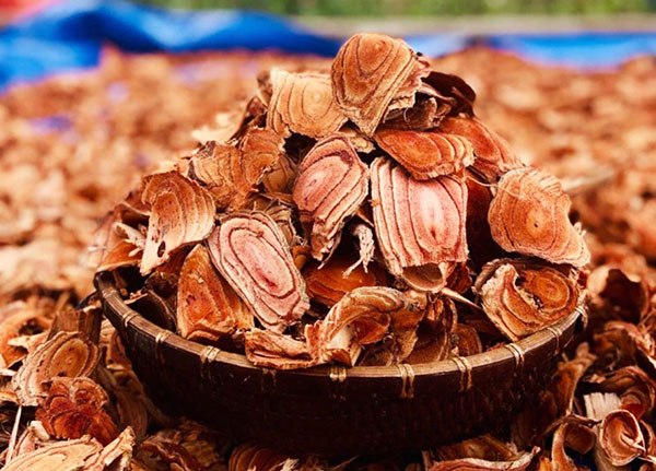 Kê huyết đằng là vị thuốc quý trong Đông y