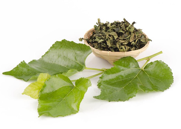 Tang diệp (lá dâu) là vị thuốc quen thuộc trong Đông y