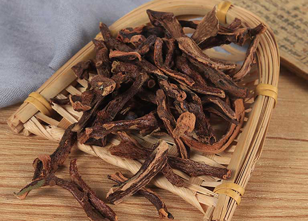 Cốt toái bổ là vị thuốc quý trong y học cổ truyền